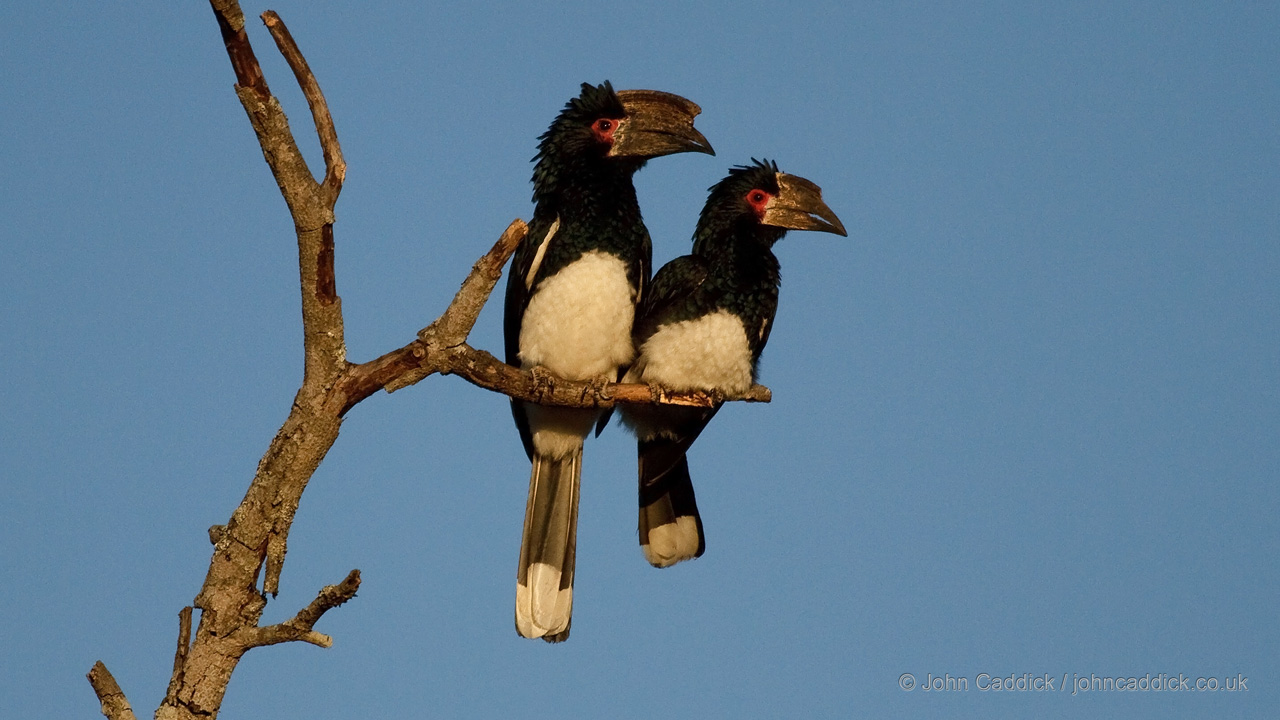 Trumpeter Hornbill male and female