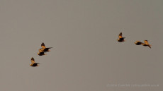 Yellow-throated Sandgrouse
