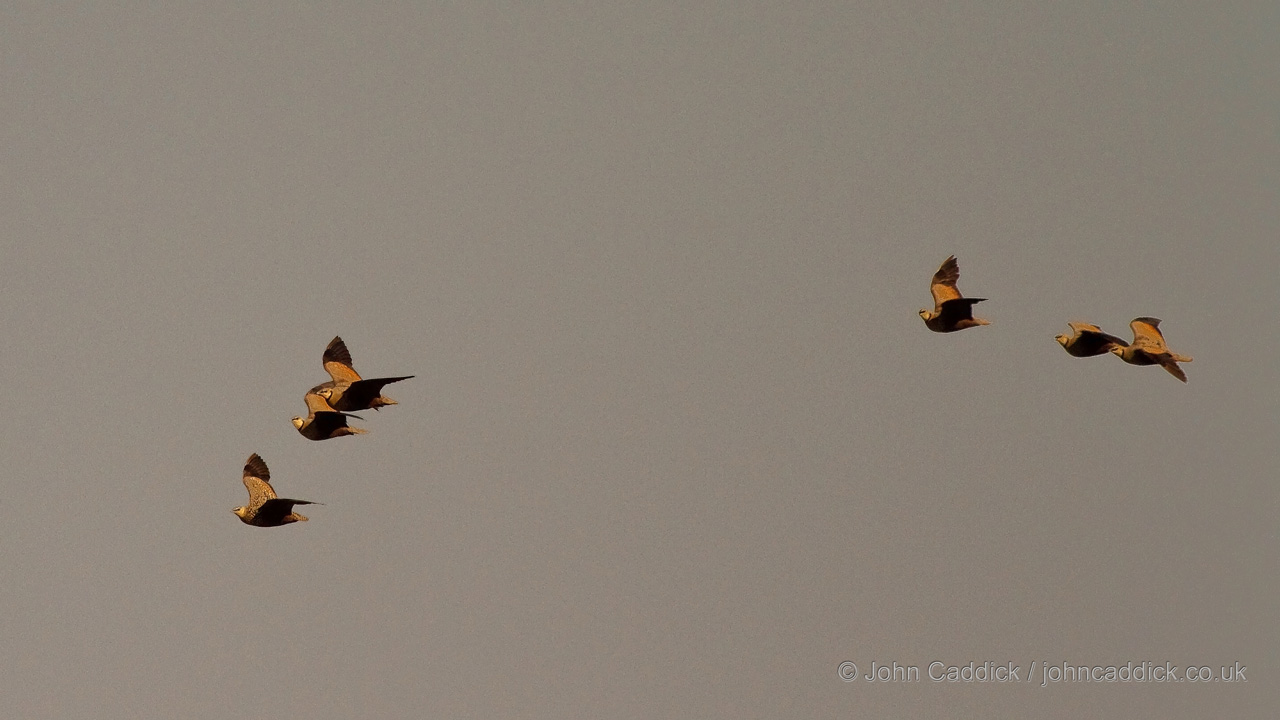 Yellow-throated Sandgrouse