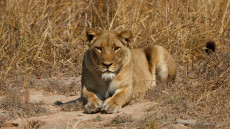 Lioness