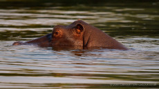 Hippopotamus