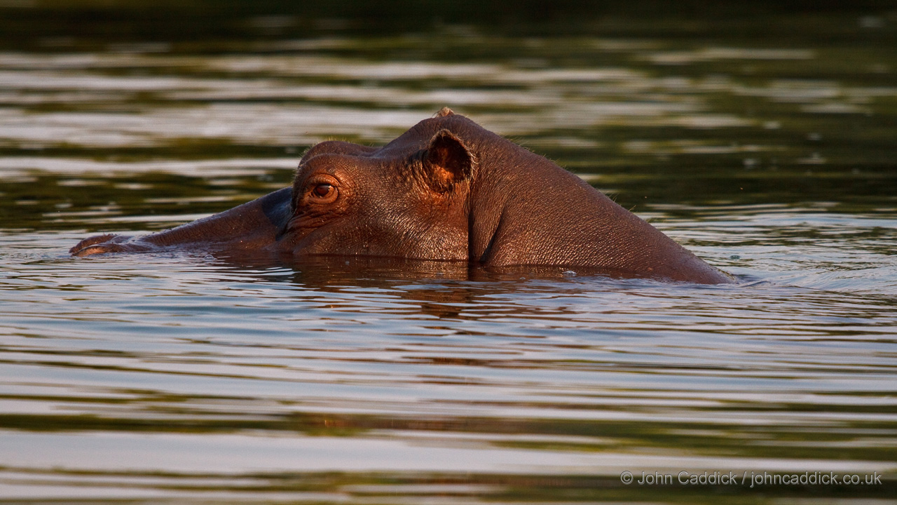 Hippopotamus