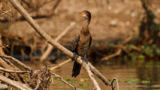 Reed Cormorant