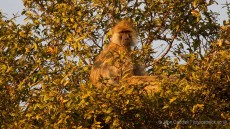Yellow Baboon
