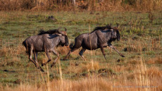 Blue Wildebeest