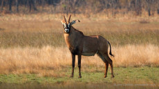 Roan Antelope