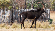Sable Antelope adult male