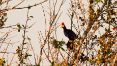 Ross’s Turaco