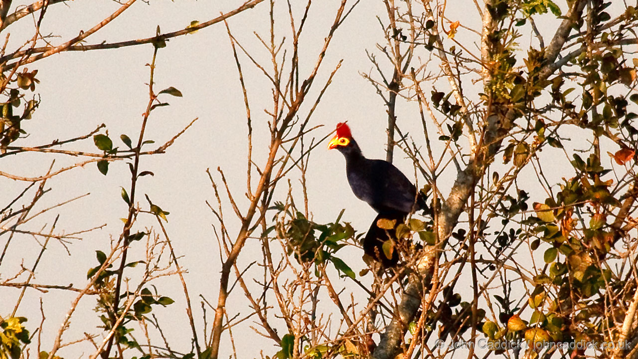 Ross’s Turaco