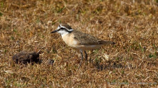 Kittlitz’s Plover