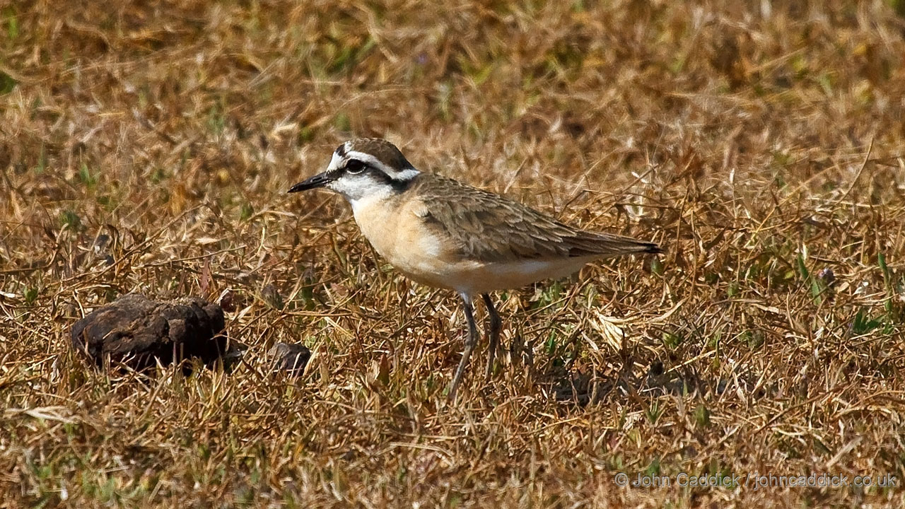Kittlitz’s Plover