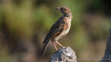 Rufous-naped Lark