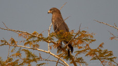 Western Banded Snake Eagle