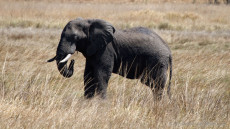 Savanna Elephant