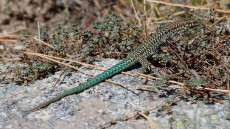 Tyrrhenian Wall Lizard