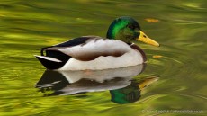 Mallard adult male in breeding plumage