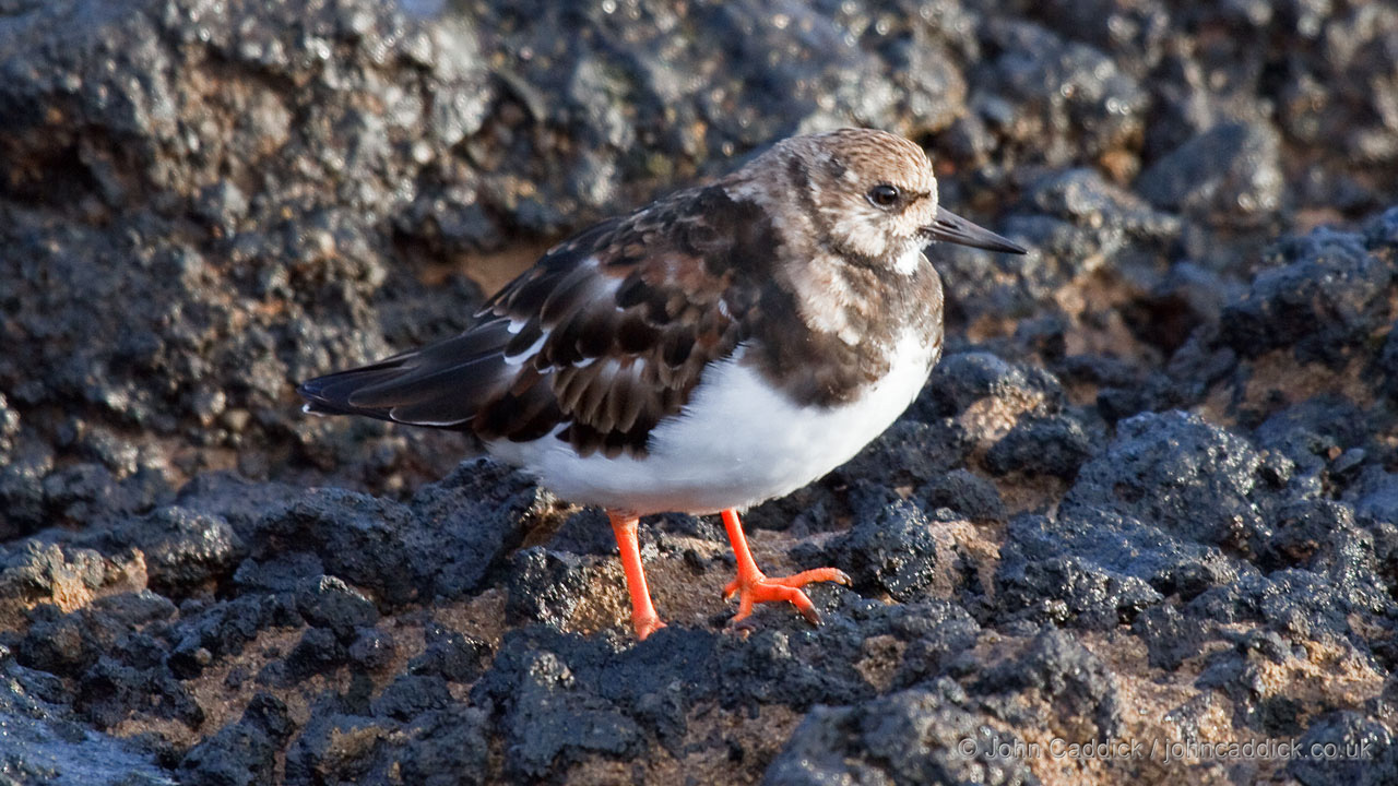 Ruddy Turnstone adult non-breeding
