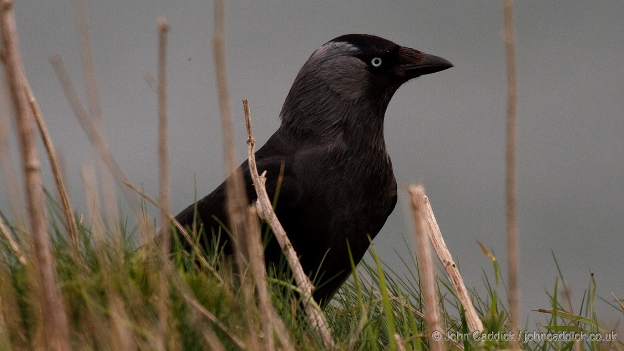 Western Jackdaw