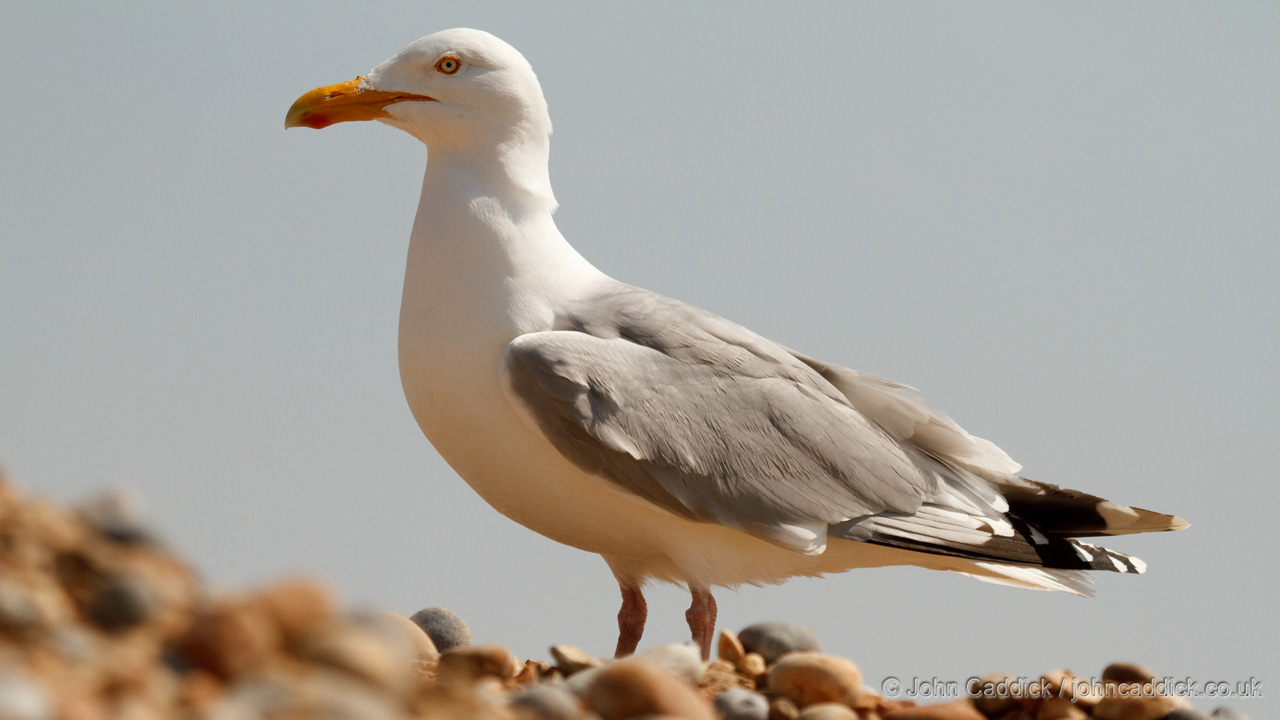 European Herring Gull