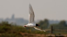 Mediterranean Gull in breeding plumage
