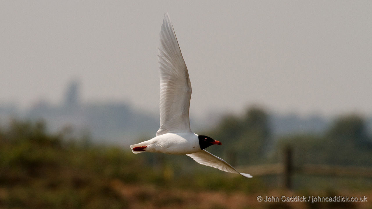 Mediterranean Gull in breeding plumage