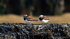 Ruddy Turnstones in breeding plumage