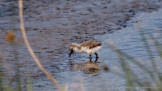 Pied Avocet chick