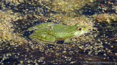 Marsh Frog