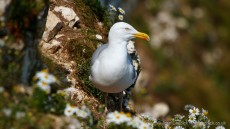 European Herring Gull