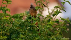 Speckled Mousebird