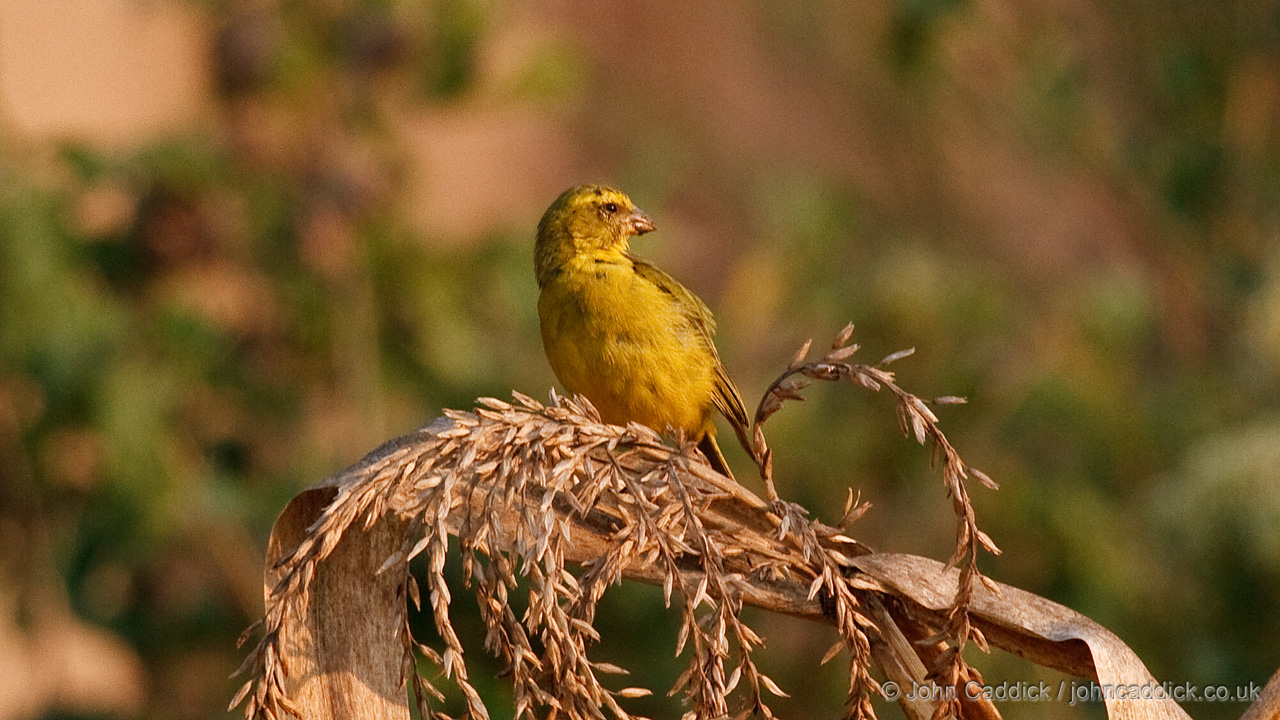 Yellow-crowned Canary