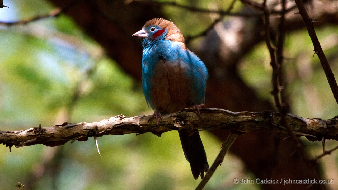 Red-cheeked Cordon-bleu adult male