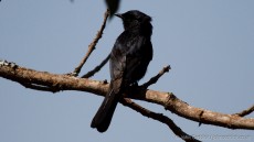 Southern Black Flycatcher adult