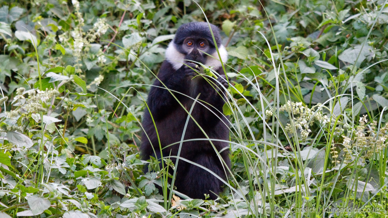 L’Hoest’s Monkey