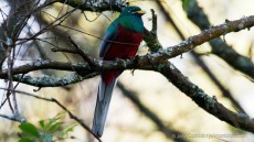 Narina Trogon adult male