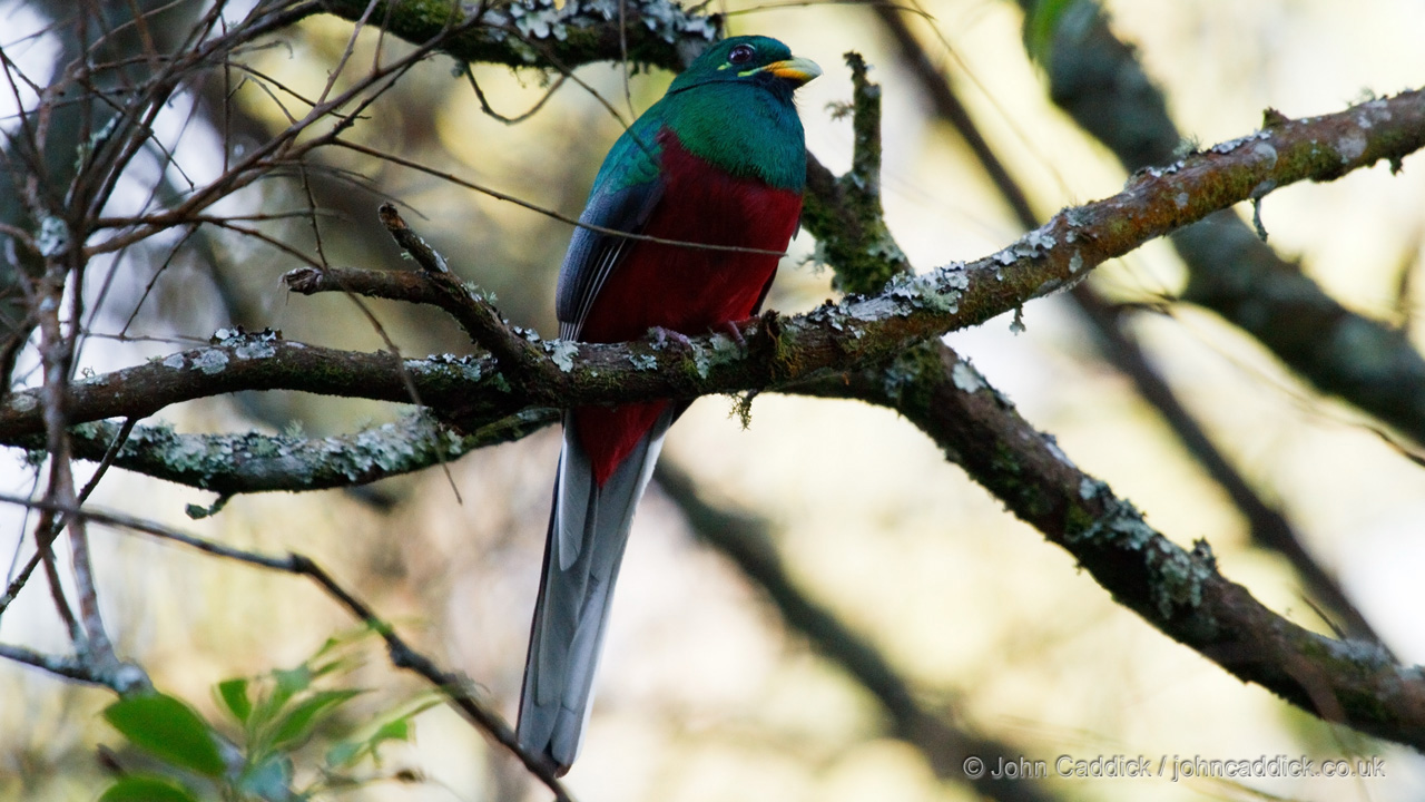 Narina Trogon adult male