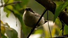 Northern Puffback adult male