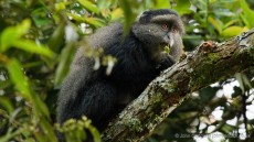 Silver Monkey