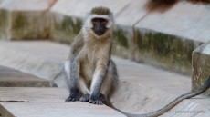 Vervet