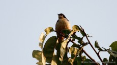 Sharpe’s Starling adult