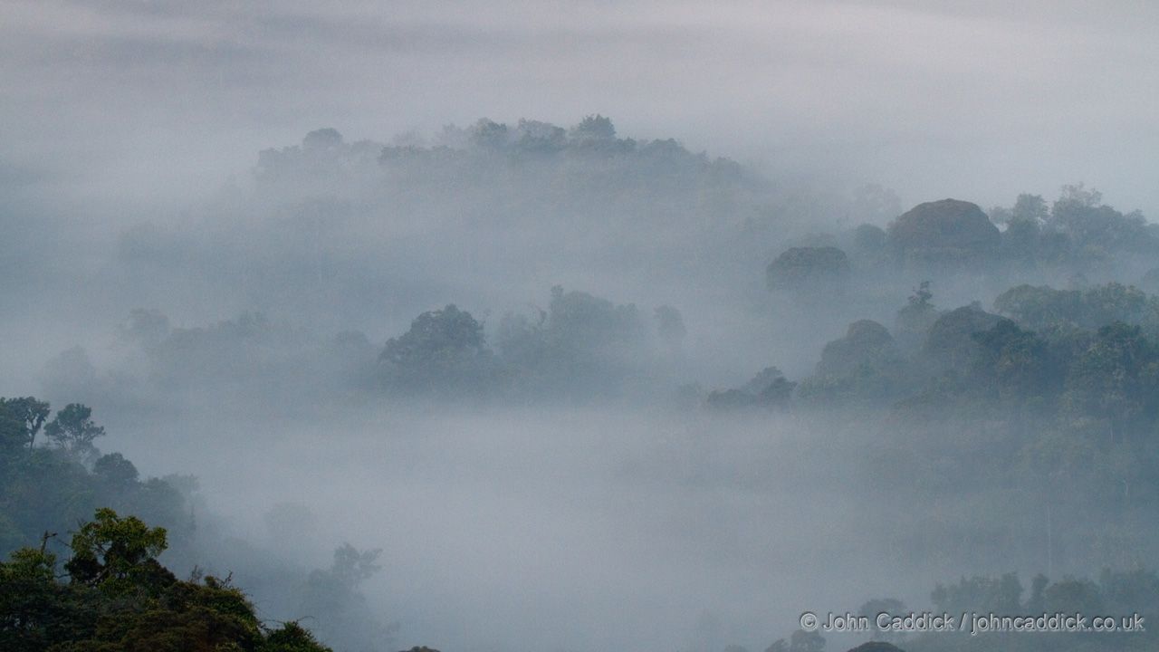 Early morning over the forest