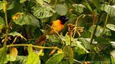 Strange Weaver adult male