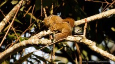 Boehm’s Bush Squirrel