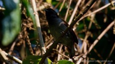 Ruwenzori Hill Babbler