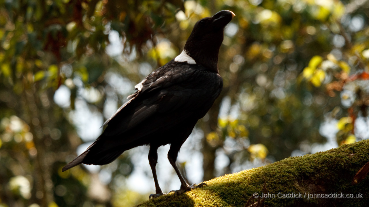 White-necked Raven