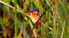 Malachite Kingfisher adult