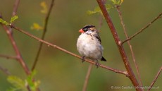 Pin-tailed Whydah