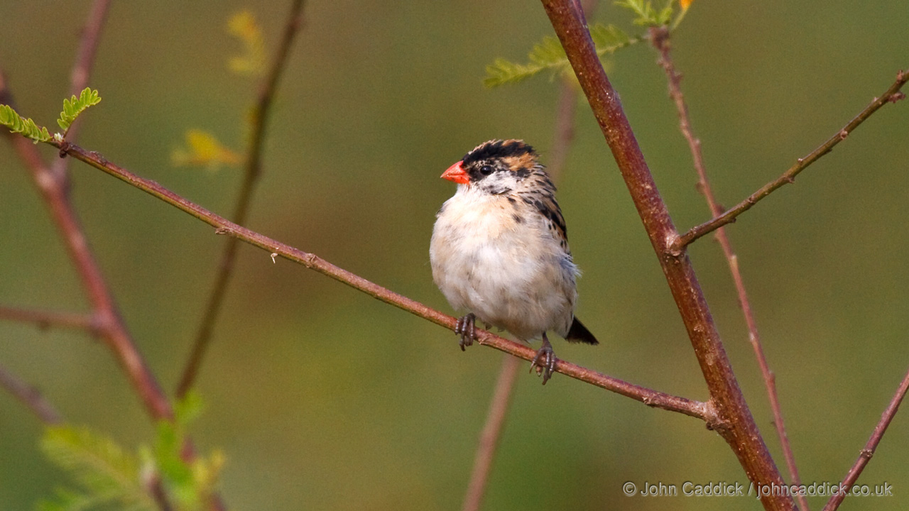 Pin-tailed Whydah