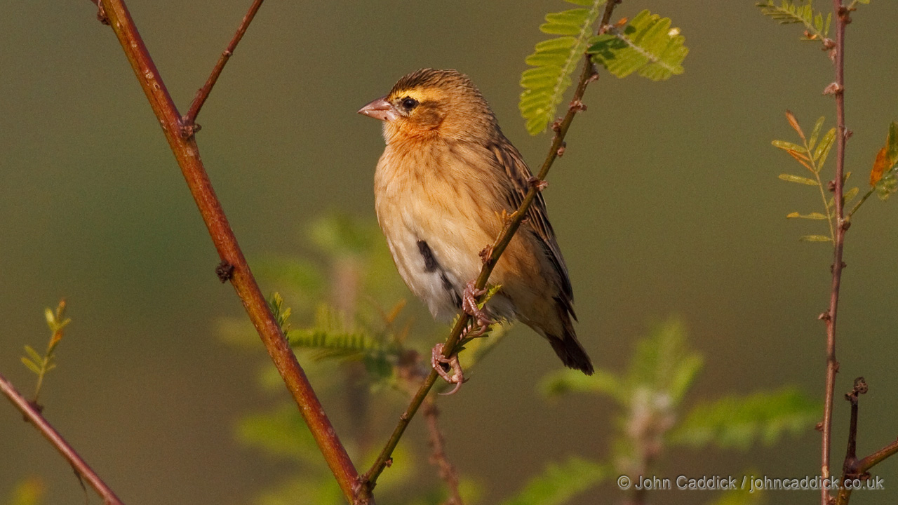 Southern Red Bishop