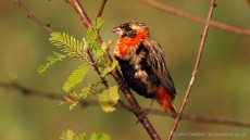 Southern Red Bishop